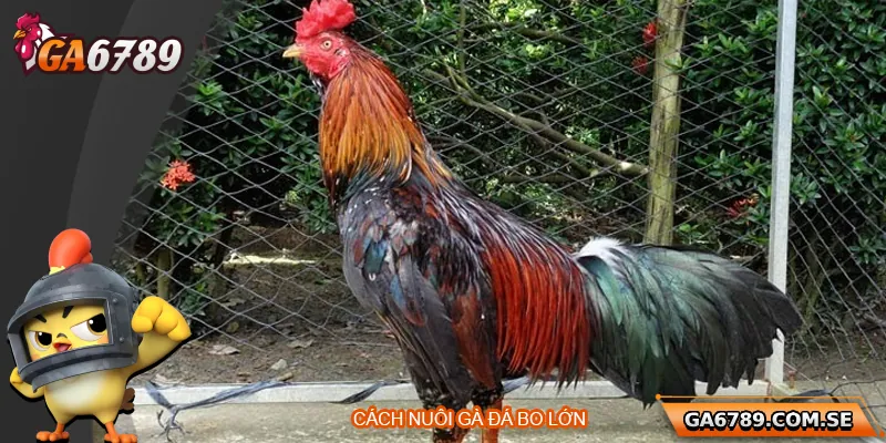 Cách Nuôi Gà Đá Bo Lớn Chuẩn Sư Kê Giúp Chiến Kê Bền Lực 8 Cách Nuôi Gà Đá Bo Lớn Chuẩn Sư Kê Giúp Chiến Kê Bền Lực