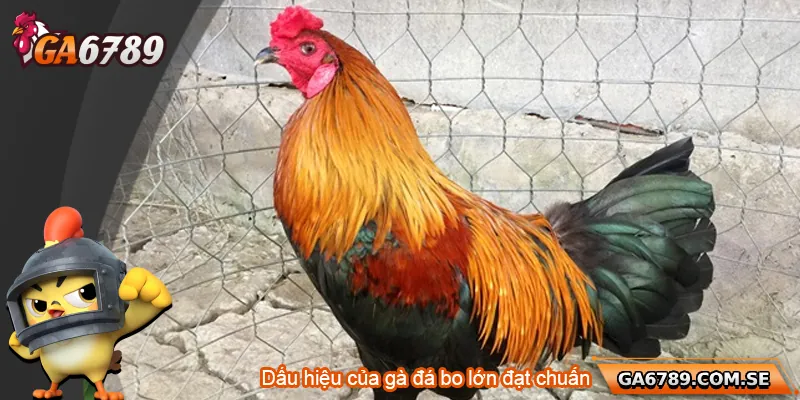 Cách Nuôi Gà Đá Bo Lớn Chuẩn Sư Kê Giúp Chiến Kê Bền Lực 3 Dấu hiệu của gà đá bo lớn đạt chuẩn