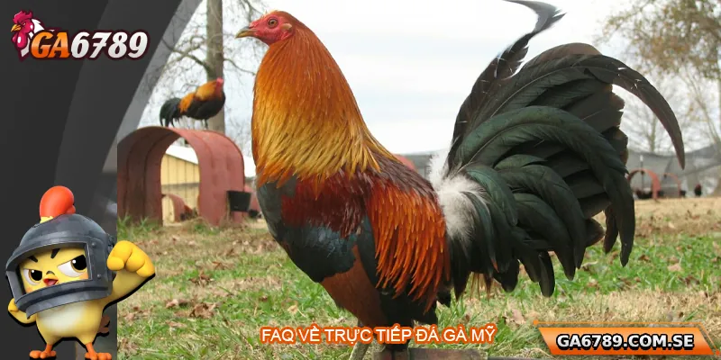 Trực Tiếp Đá Gà Mỹ – Đỉnh Cao Giải Trí Tại Ga6789 3 FAQ về trực tiếp đá gà Mỹ