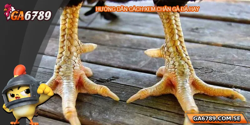 Khám Phá Cách Xem Chân Gà Đá Hay Chuẩn Tại Ga6789 3 Hướng dẫn cách xem chân gà đá hay