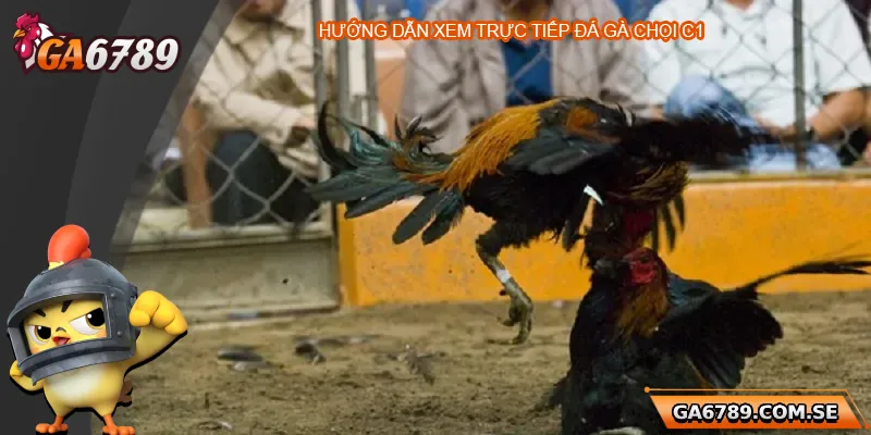 Trực Tiếp Đá Gà Chọi C1 – Trải Nghiệm Đỉnh Cao Tại Ga6789 3 Hướng dẫn cách xem trực tiếp và cược đá gà chọi C1