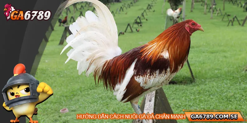 Hướng dẫn chi tiết cách nuôi gà đá chân mạnh