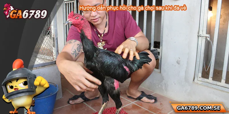 Hướng Dẫn Cách Phục Hồi Gà Chọi Sau Khi Đá Về Hiệu Quả Nhất 2 Hướng dẫn phục hồi cho gà chọi sau khi đá về