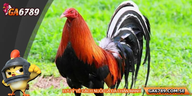 Lưu ý khi nuôi gà đá chân mạnh