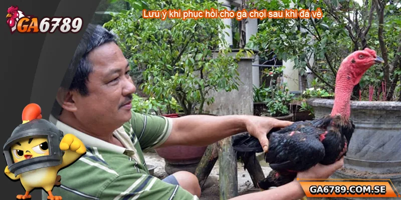 Hướng Dẫn Cách Phục Hồi Gà Chọi Sau Khi Đá Về Hiệu Quả Nhất 3 Lưu ý về phục hồi cho gà sau khi đá về