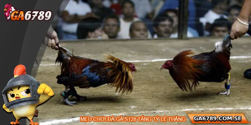 Đá Gà S128 – Đỉnh Cao Cá Cược Gà Chọi Trực Tuyến 3 Mẹo tăng tỉ lệ thắng khi chơi đá gà S128