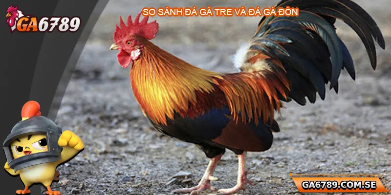 So sánh đá gà tre và trực tiếp đá gà đòn