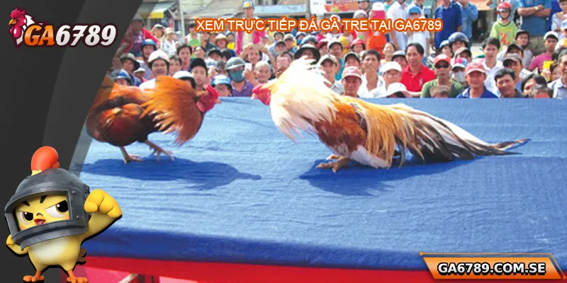 Tiện ích khi xem trực tiếp đá gà tre tại Ga6789