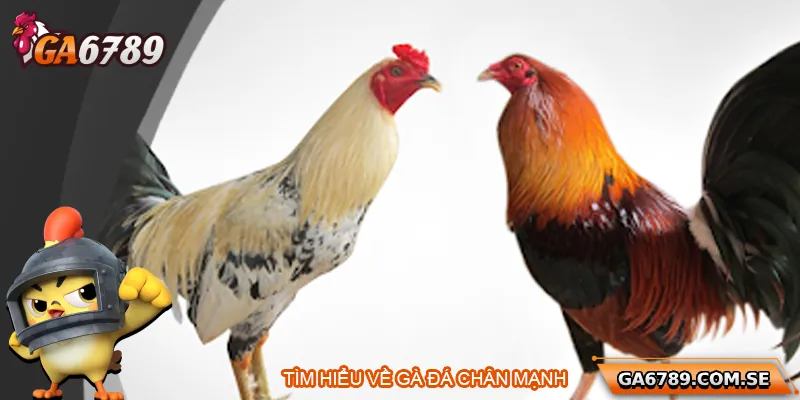 Tìm hiểu về gà đá chân mạnh